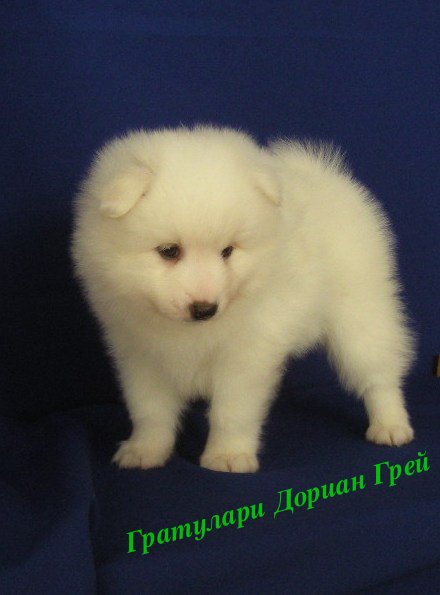 Белый шпиц. White spitz. - Японские шпицедети в Гратулари