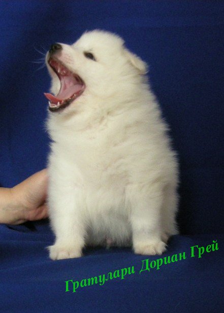 Белый шпиц. White spitz. - Японские шпицедети в Гратулари