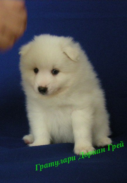 Белый шпиц. White spitz. - Японские шпицедети в Гратулари