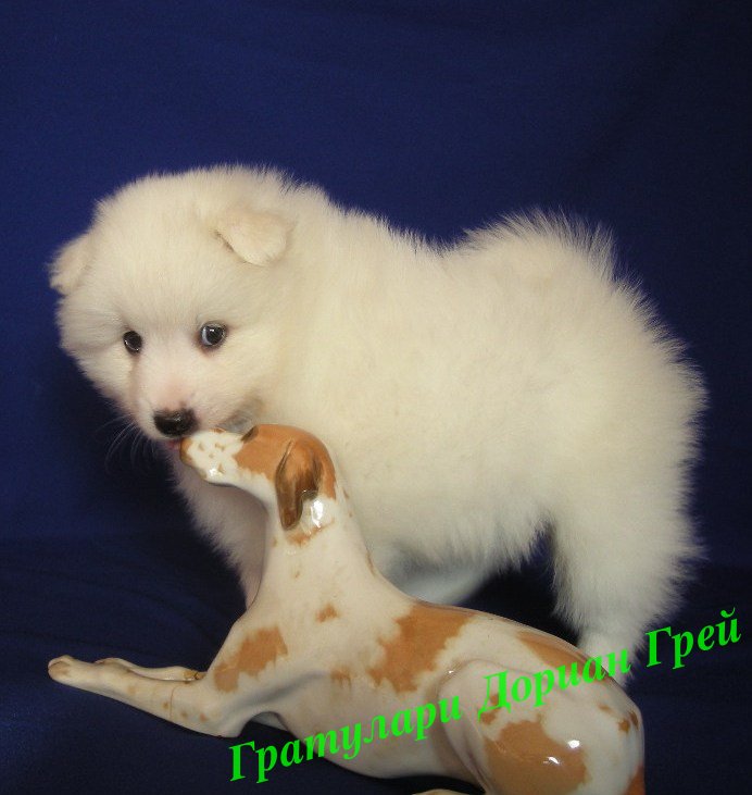 Белый шпиц. White spitz. - Японские шпицедети в Гратулари