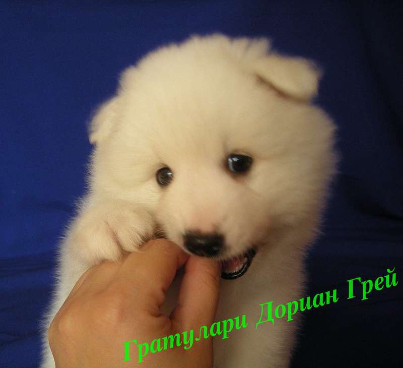 Белый шпиц. White spitz. - Японские шпицедети в Гратулари