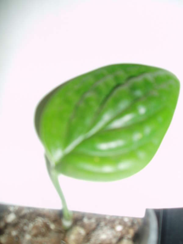  Продажа -Alocasia longiloba \\\'Watsoniana\\\' и другие.