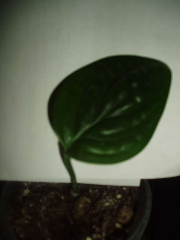  Продажа -Alocasia longiloba \\\'Watsoniana\\\' и другие.
