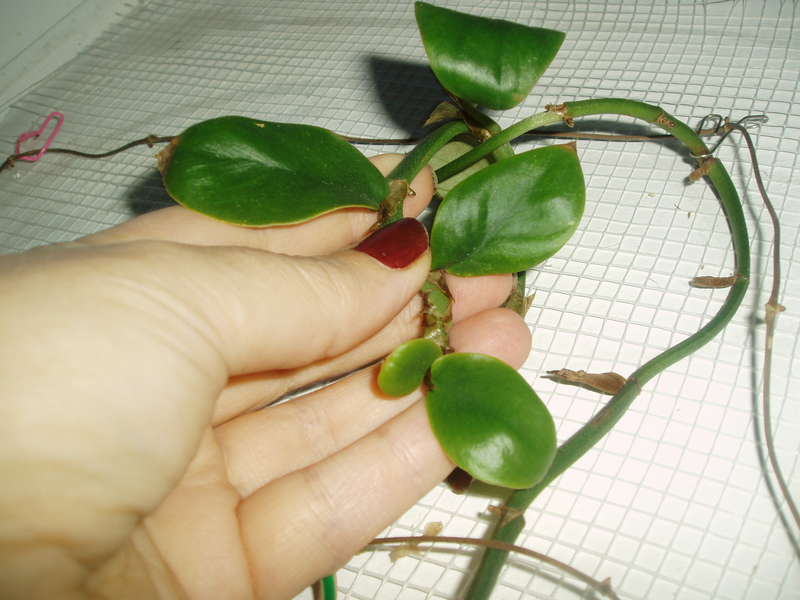  Philodendron sp.(T32) и другие.