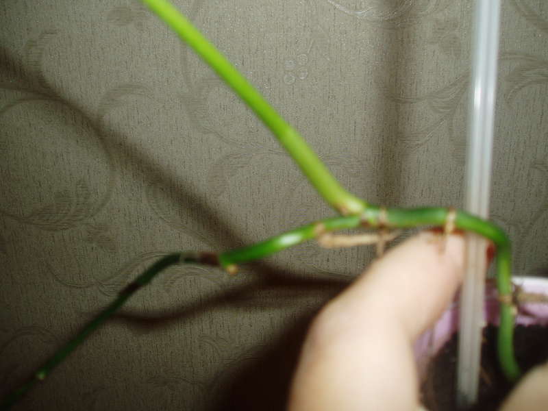  Philodendron sp.(T32) и другие.