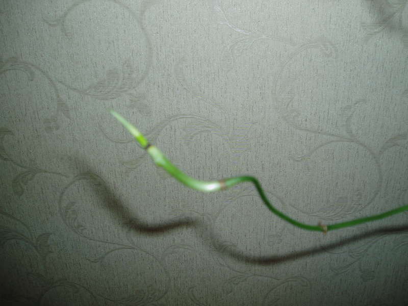  Philodendron sp.(T32) и другие.