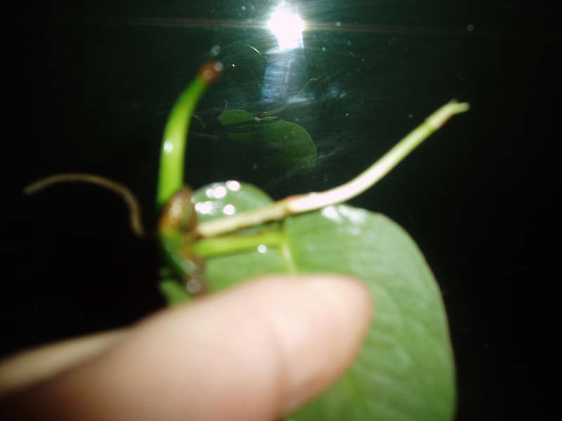  Philodendron sp.(T32) и другие.