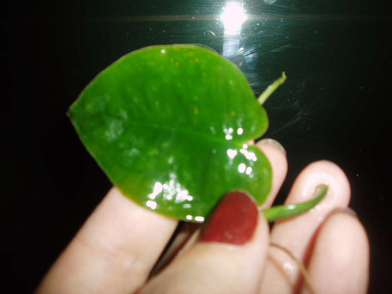  Philodendron sp.(T32) и другие.