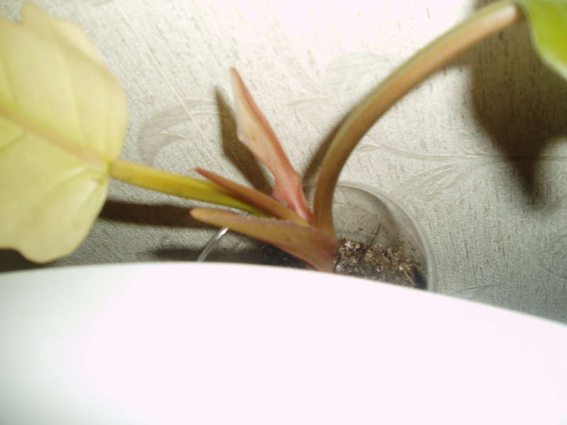  Philodendron sp.(T32) и другие.