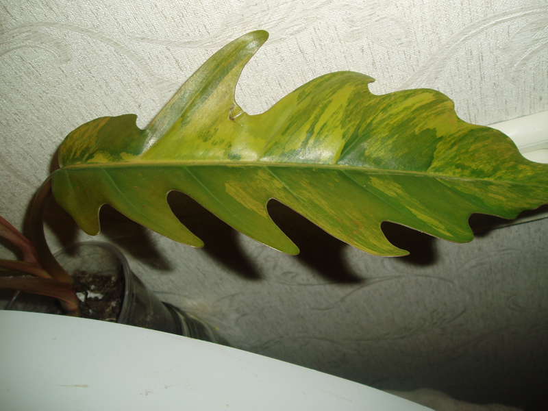  Philodendron sp.(T32) и другие.