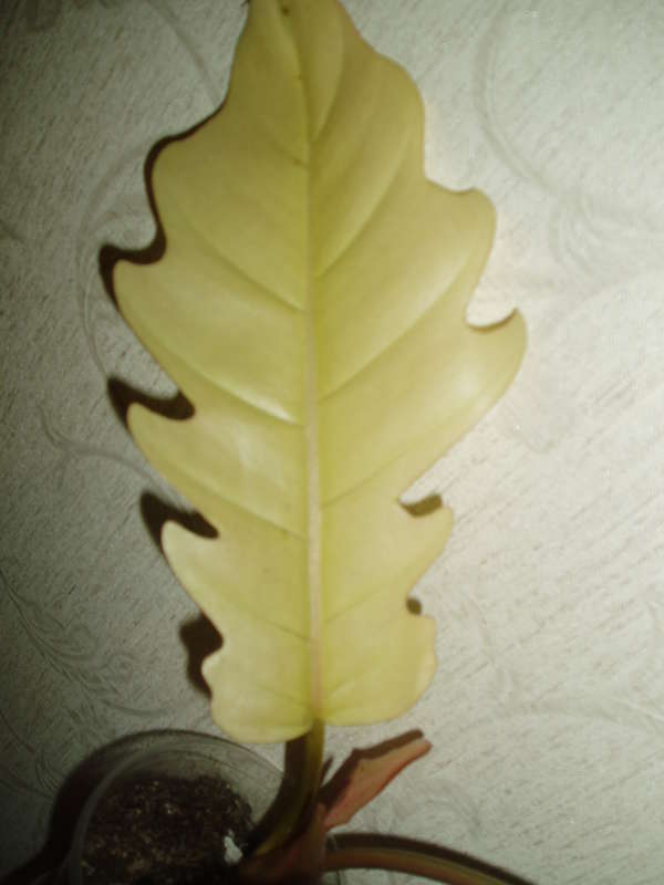  Philodendron sp.(T32) и другие.