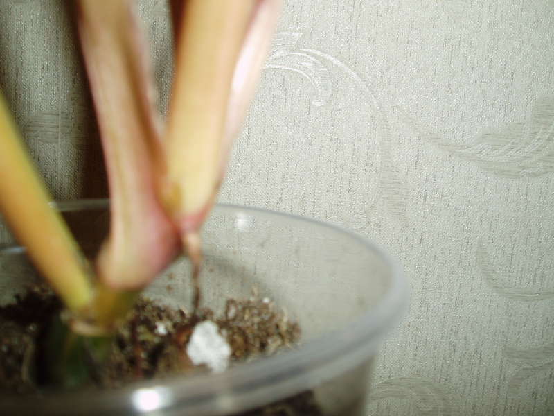 Philodendron sp.(T32) и другие.