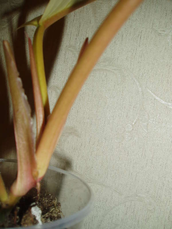  Philodendron sp.(T32) и другие.