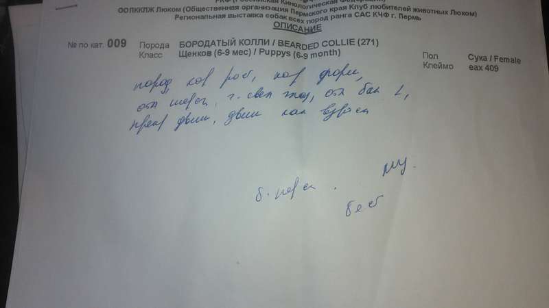  Бородатый колли 6 мес.