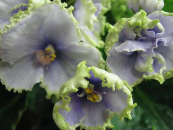 Фиалка Наутилус Фото – Telegraph