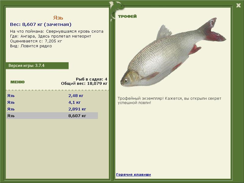 Свернувшаяся кровь скота 