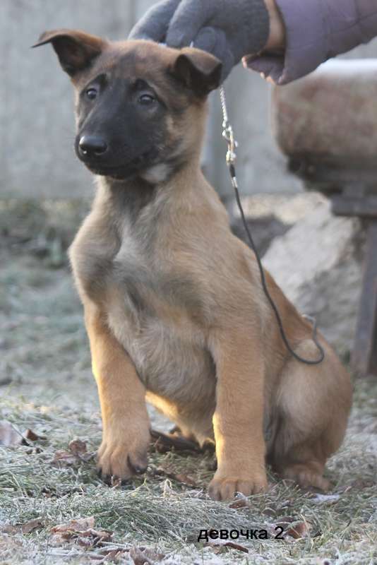  Щенки малинуа.