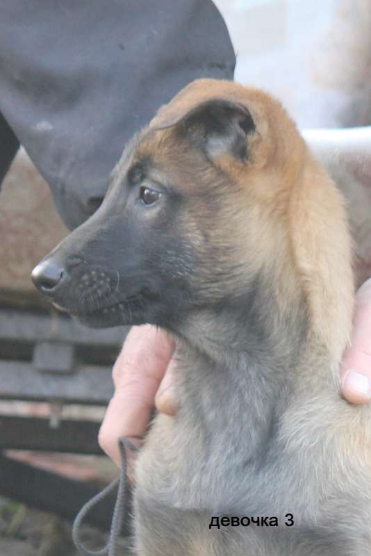  Щенки малинуа.