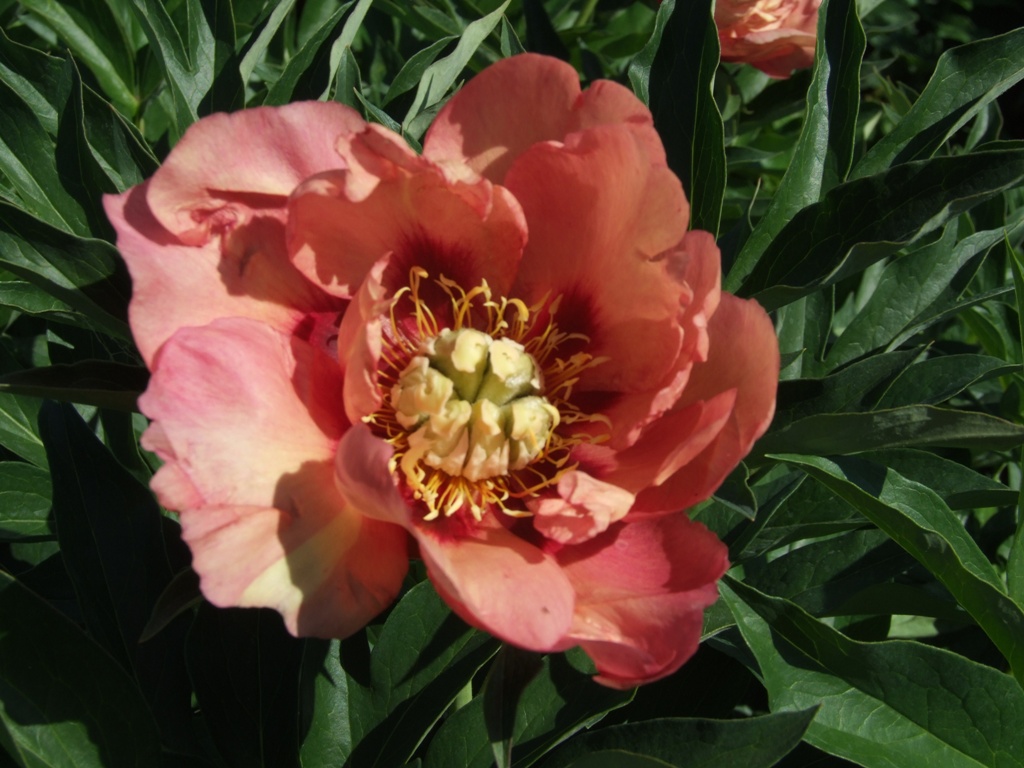  Пионы ИТО-гибриды: сорта, выращивание и агротехника