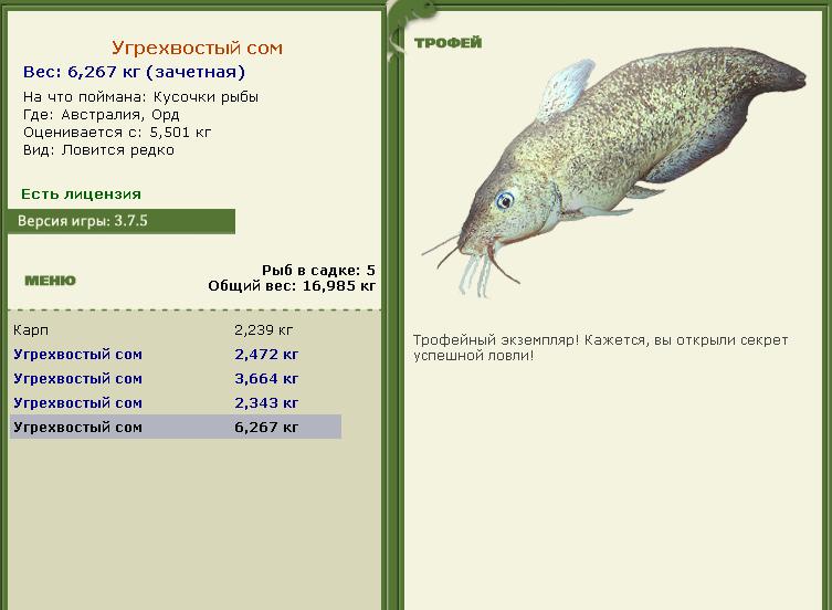 Угрехвостый сом 