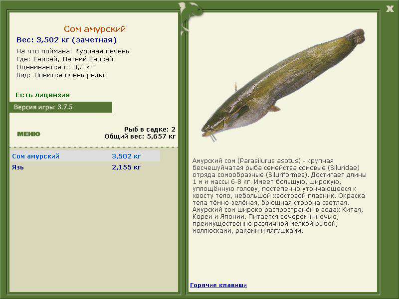 Летний Енисей 