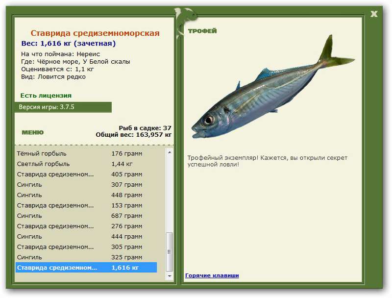 Ставрида среднеземноморская 