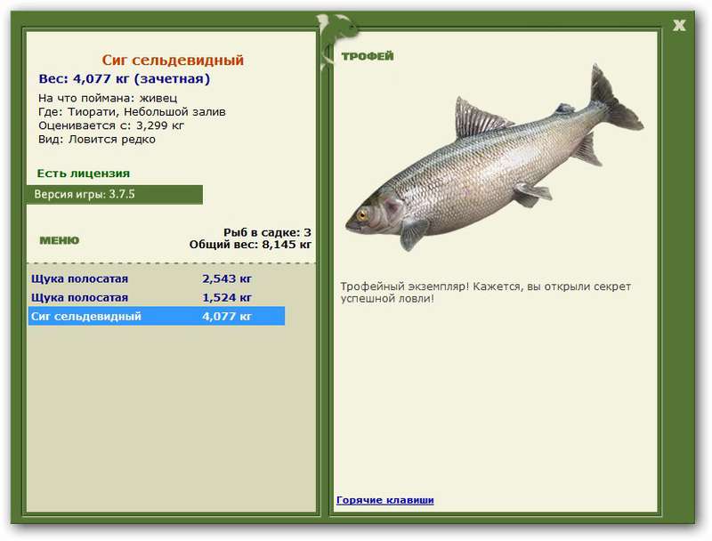 Сиг сельдевидный 