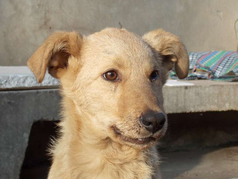  Заявка на размещение животного в базе city-animals.org