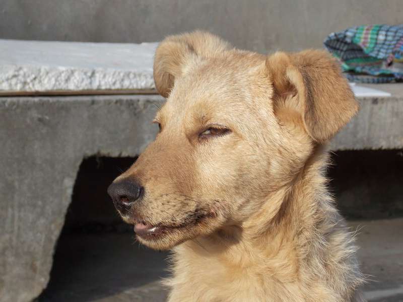  Заявка на размещение животного в базе city-animals.org