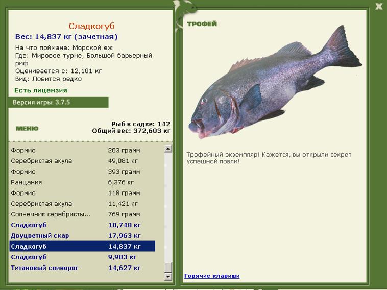 Морской ёж 