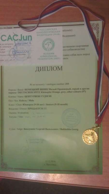 ФОРУМ ЛЮБИТЕЛЕЙ КОЛЛИ И ШЕЛТИ 