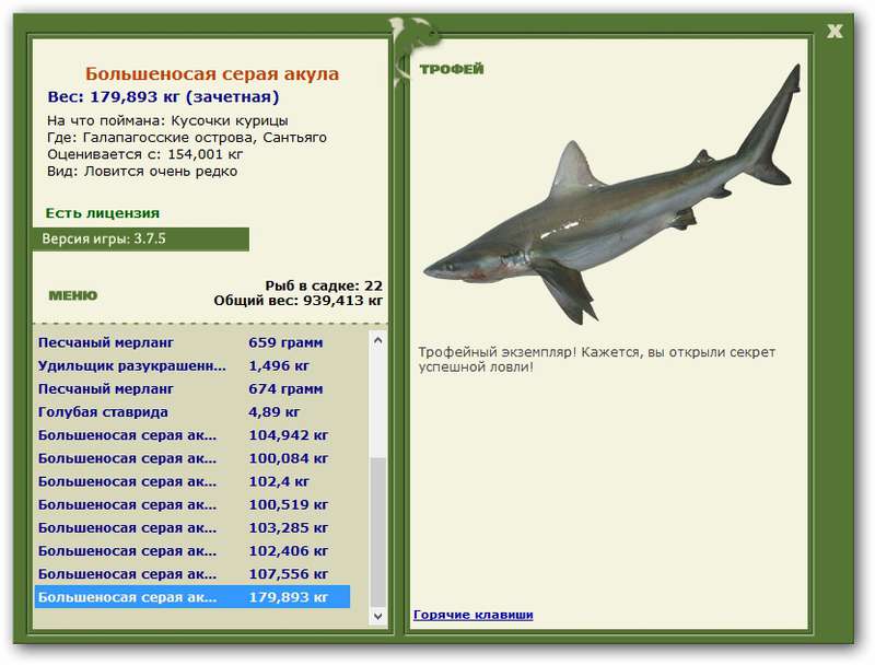 Большеносая серая акула 