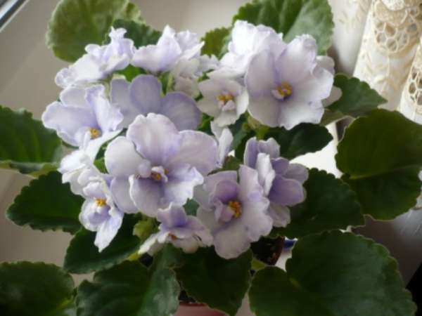 Blue Victoria Volkmann Forum Cvetovodov Frau Flora