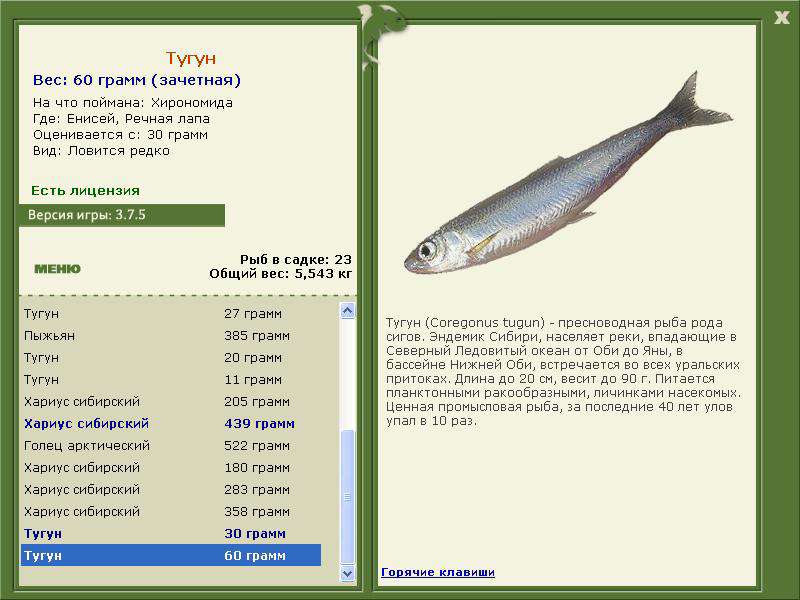 Енисей 