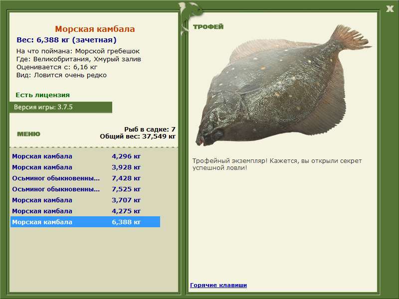 Морской гребешок 