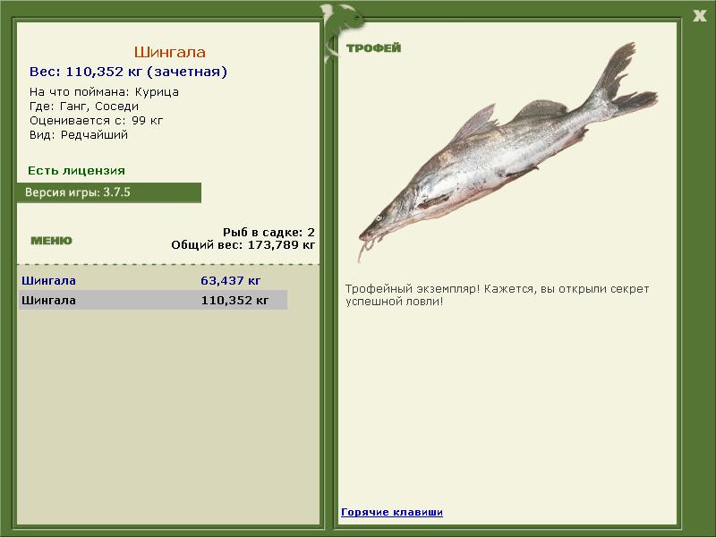 Шингала 