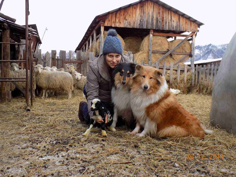 ФОРУМ ЛЮБИТЕЛЕЙ КОЛЛИ И ШЕЛТИ 