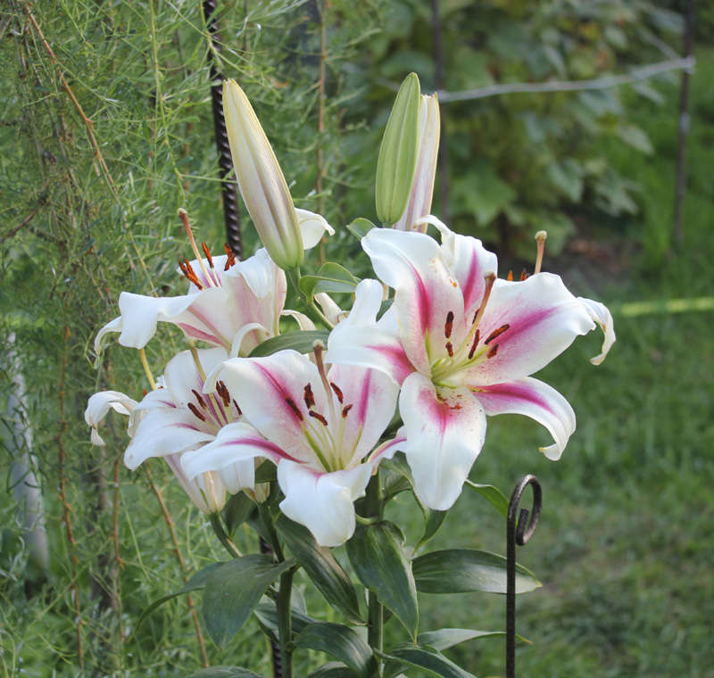 гибриды, ОТ-гибриды, OA-гибриды и другие.