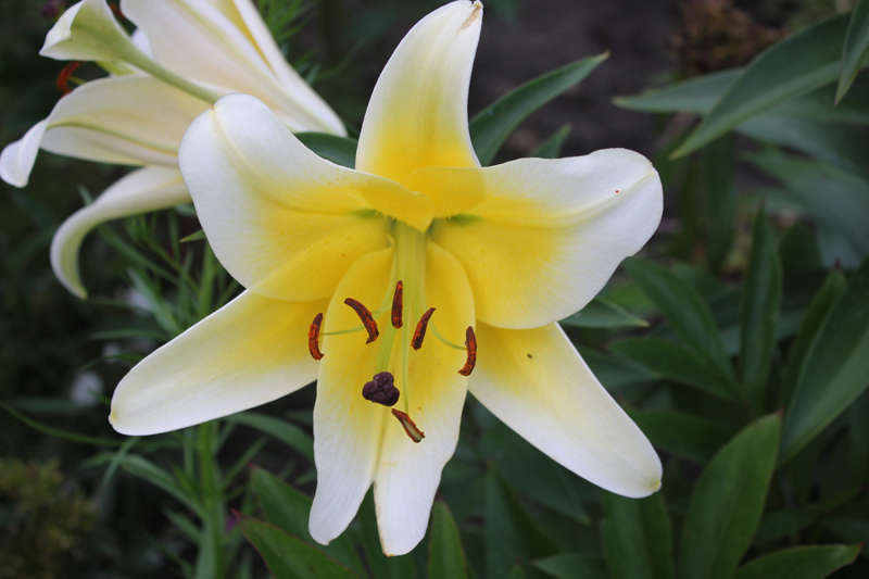 гибриды, ОТ-гибриды, OA-гибриды и другие.