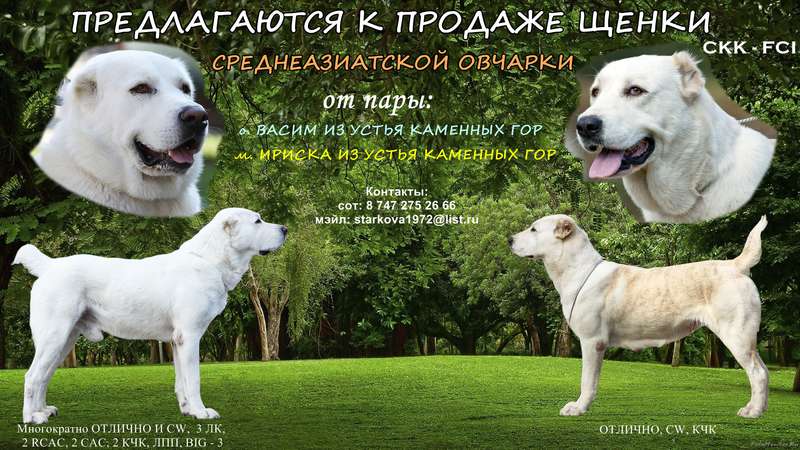  Преобрету щенка шелти в обмен на моего щенка алабая.