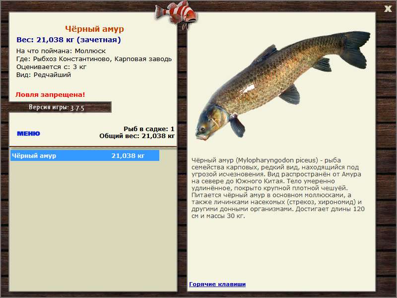 Карповая заводь 