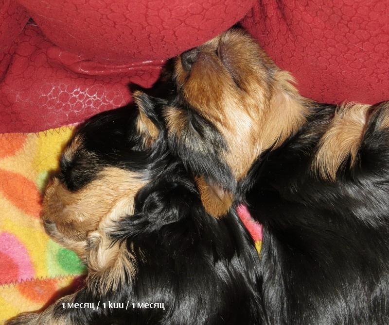 Йоркширский терьер в Эстонии! 