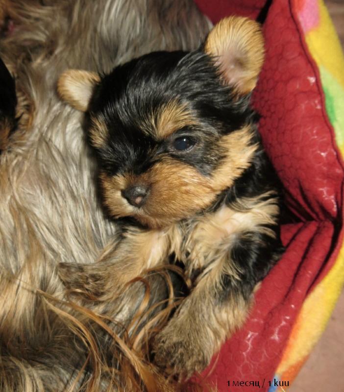 Йоркширский терьер в Эстонии! 