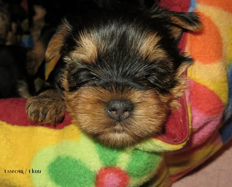Йоркширский терьер в Эстонии! 