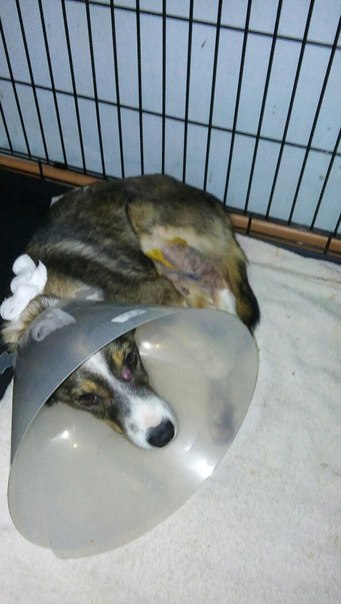  Заявка на размещение животного в базе city-animals.org