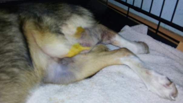  Заявка на размещение животного в базе city-animals.org