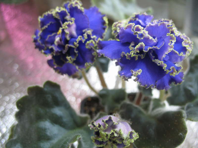 Фиалка Водяной Фото И Описание – Telegraph