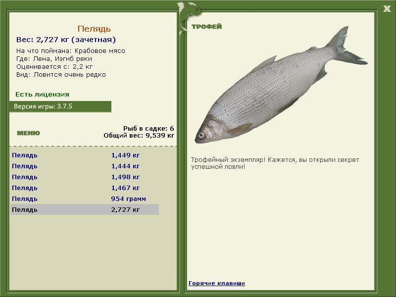 Пелядь 