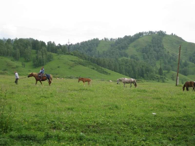 ФОРУМ ЛЮБИТЕЛЕЙ КОЛЛИ И ШЕЛТИ 