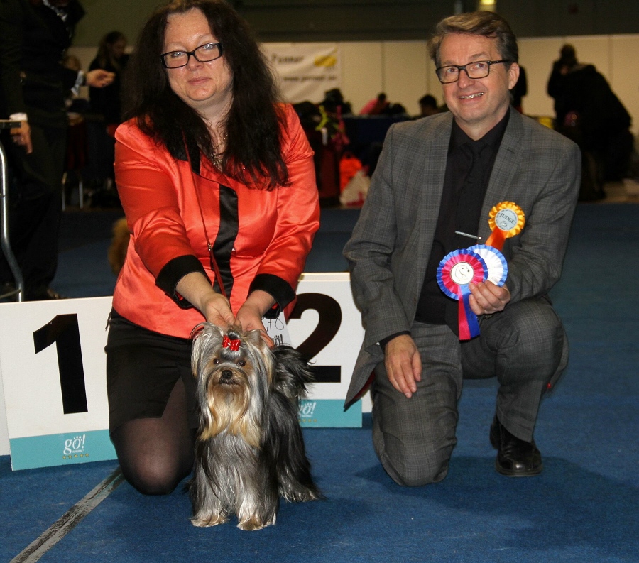 Йоркширский терьер в Эстонии! 